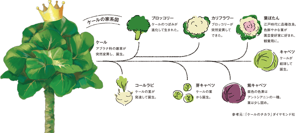 1 ケールってどんな野菜