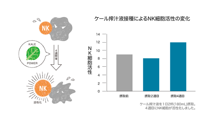 ケール搾汁液接種によるNK細胞活性の変化棒グラフ