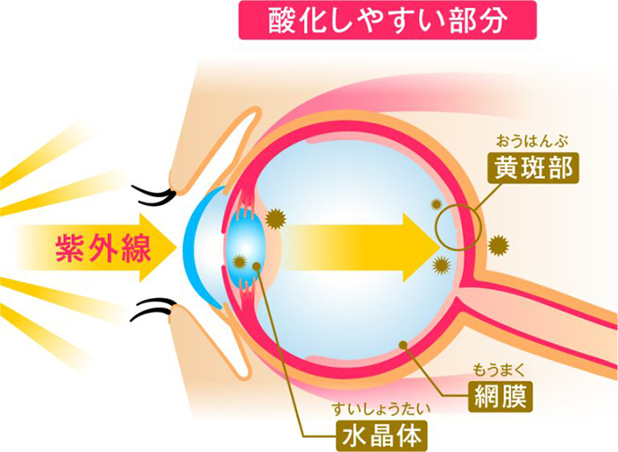 「酸化しやすい部分」で紫外線が目に入った眼球の断面イラスト