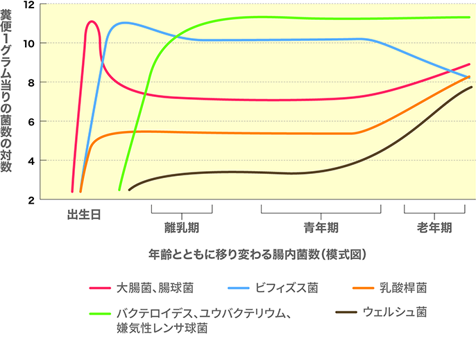 年齢とともに移り変わる腸内菌数(模式図)