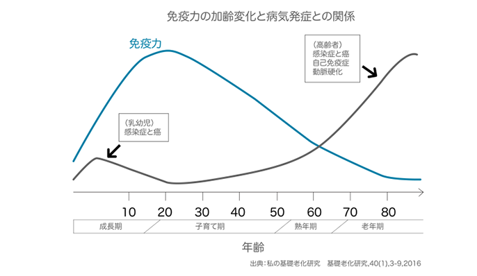 免疫力の加齢変化と病気発症との関係の波線グラフ