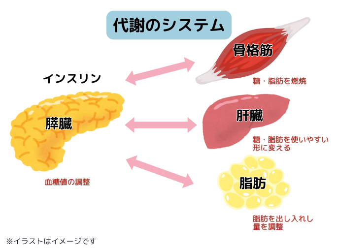 代謝のシステムのイラスト。膵臓が血糖値の調整、骨格筋が糖・脂肪を燃焼、肝臓が糖・脂肪を使いやすい形に変える、脂肪が脂肪を出し入れし量を調整。