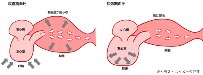 収縮期血圧と拡張期血圧のイラスト