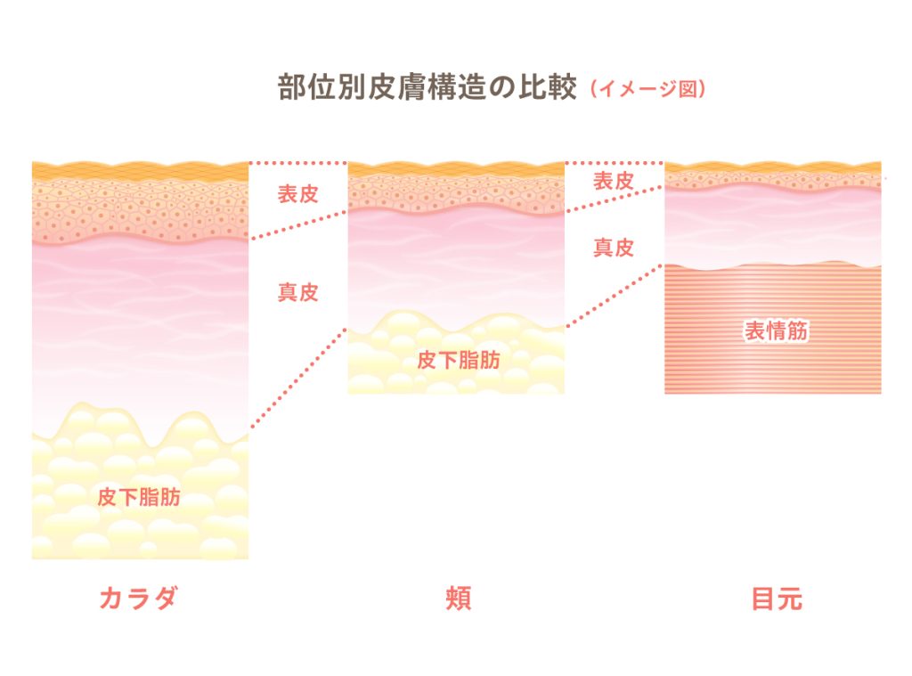 部位別皮膚構造のイメージ図