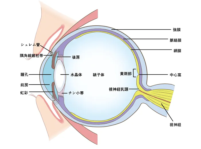 目の構造を示したイラスト
