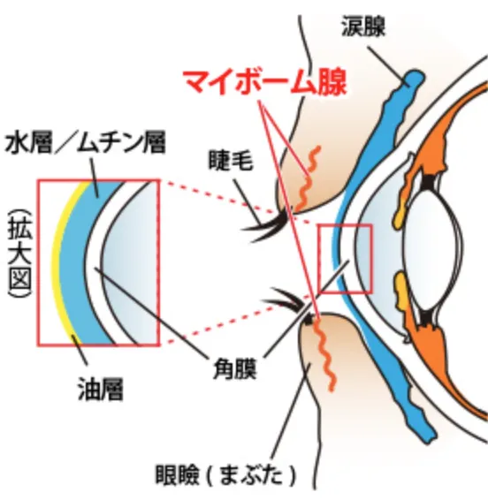 目の構造を示したイラスト