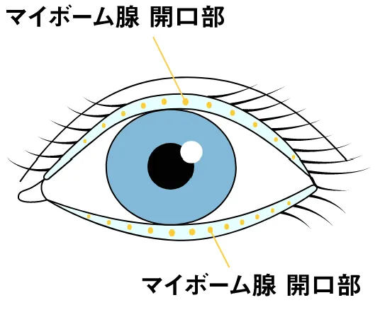 マイボーム腺の開口部のイラスト